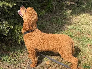 Miniature Poodle dogs Ernie - Ad 14