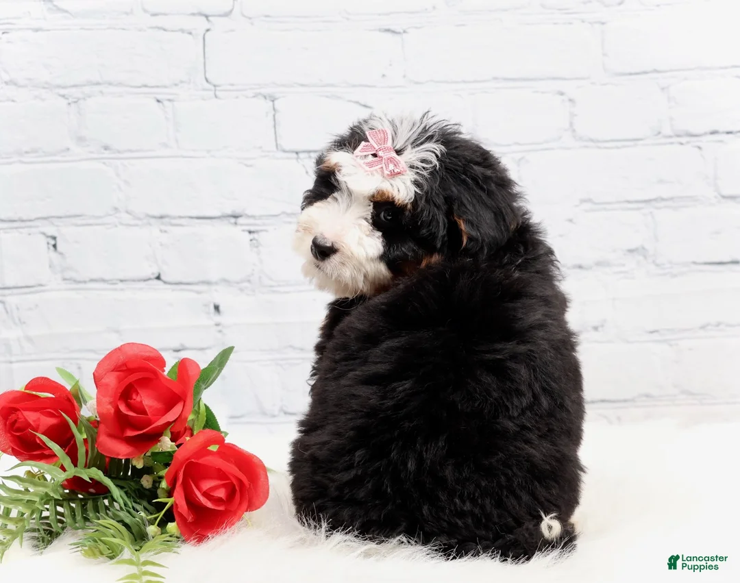 Mini Bernedoodle dogs for sale: Denver - Ad 3