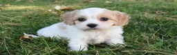 Cavachon dogs for sale: Charlie  - Ad 1