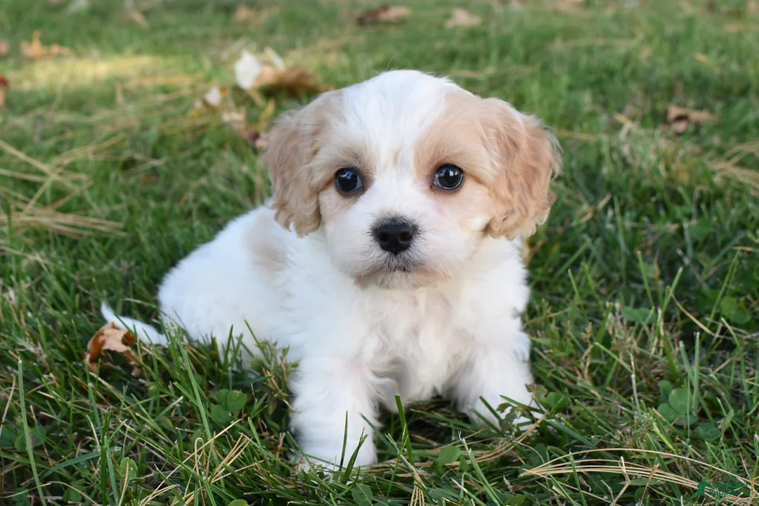 Cavachon dogs for sale: Charlie  - Ad 1