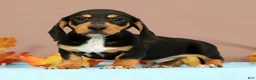 Miniature Dachshund dogs for sale: Arrow - Ad 1
