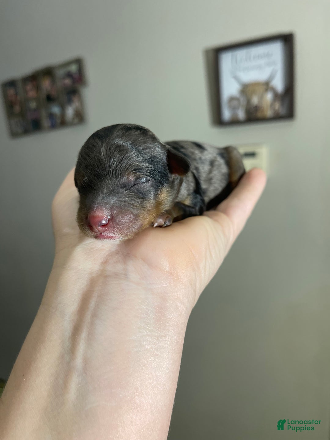 Miniature Poodle dogs for sale: Akc Blue Merle Phantom  - Ad 14