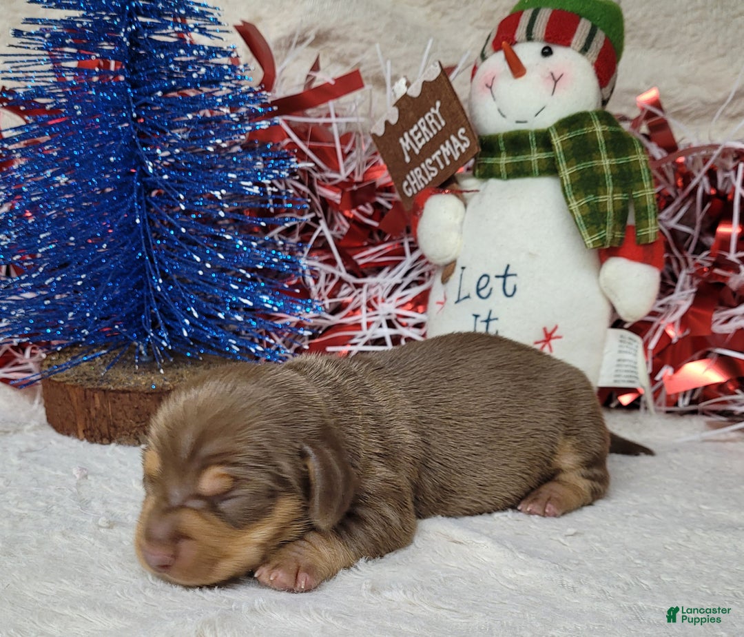Miniature Dachshund dogs for sale: AKC Vixen - Ad 5