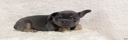 French Bulldog dogs for sale: Yoda - Ad 9