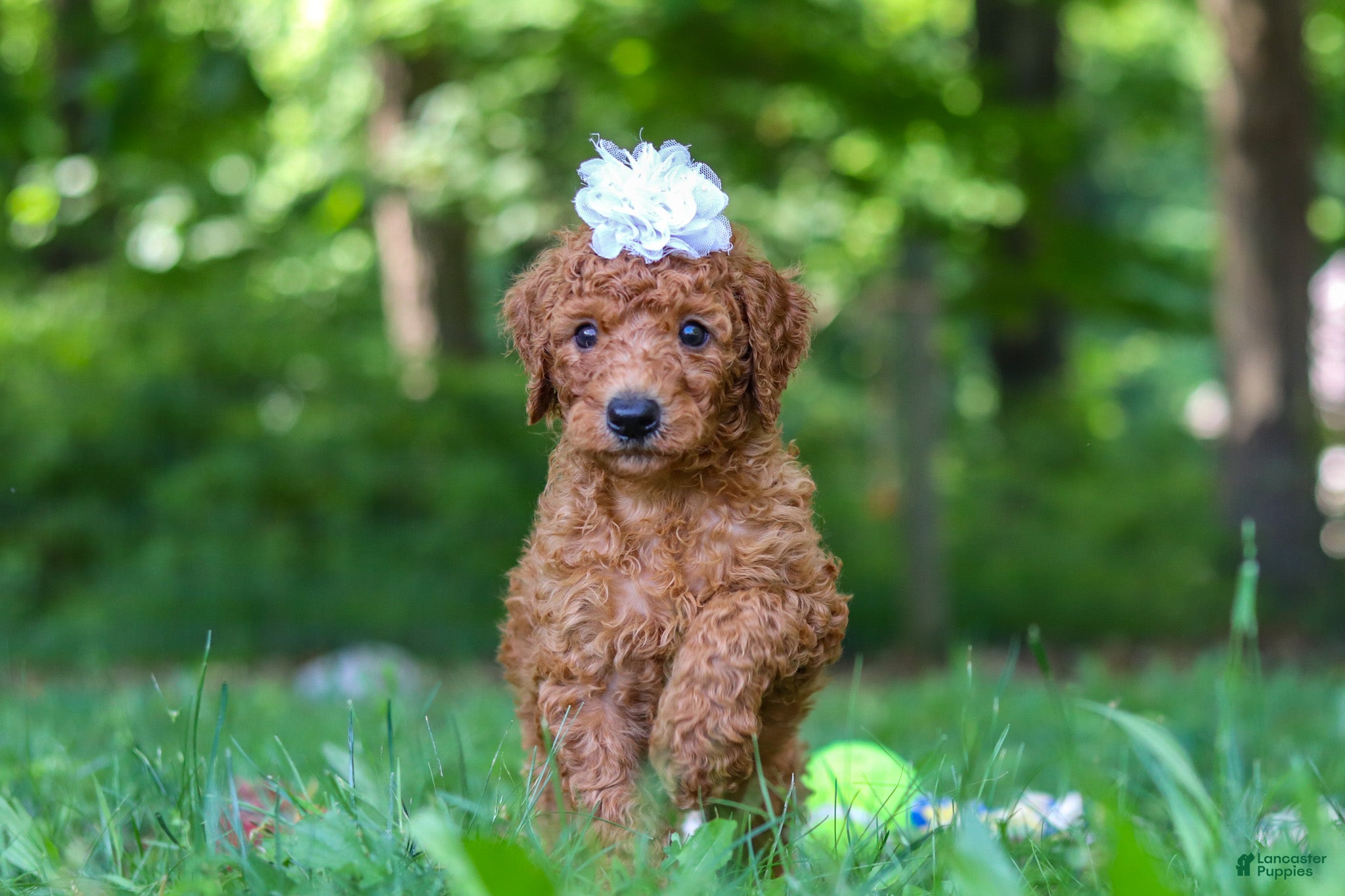 Goldendoodle dogs Italee - Ad 1
