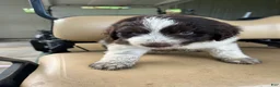Newfypoo dogs for sale: Newfypoo 1 - Ad 3