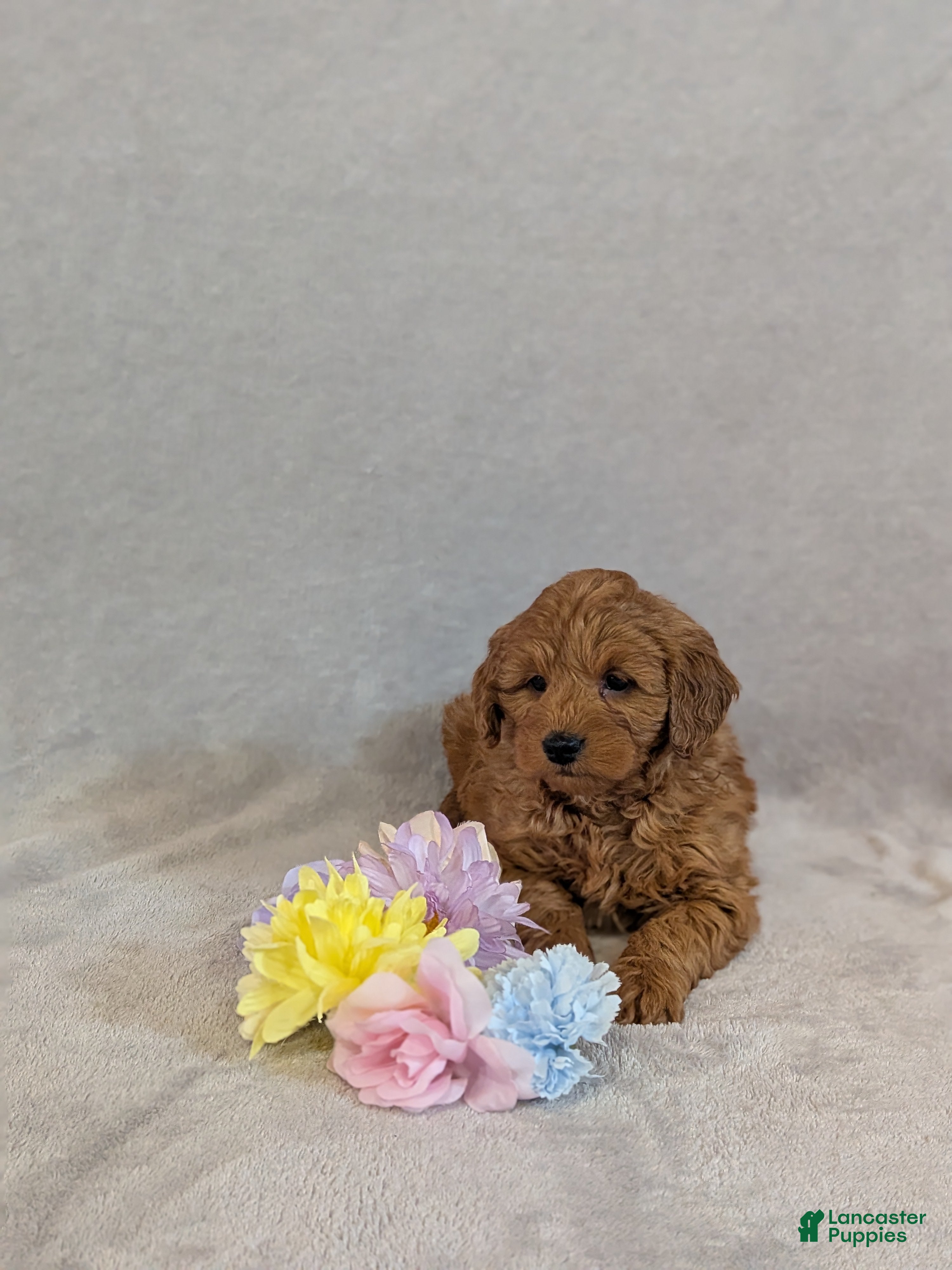 Mini Goldendoodle dogs Gianna  - Ad 2
