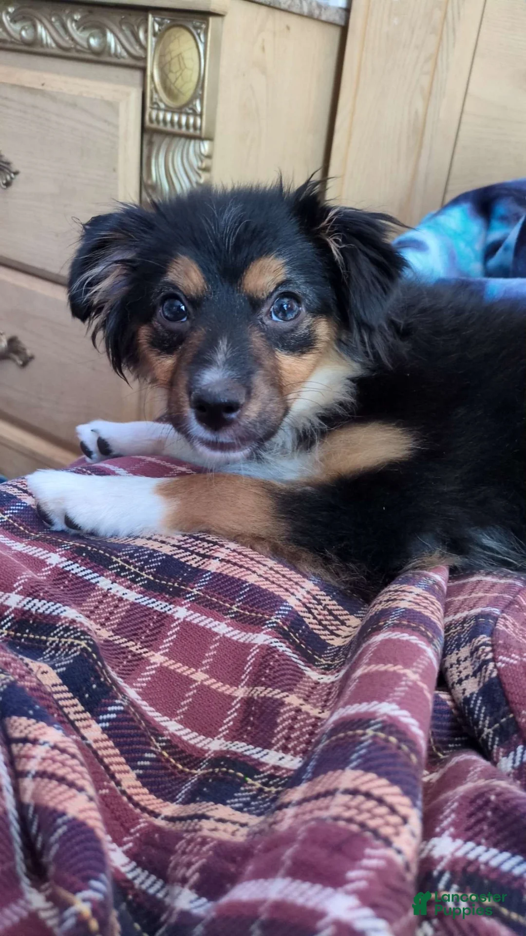 Miniature Australian Shepherd dogs for sale: Miniature Australian Shepherd Puppy 5 - Ad 2