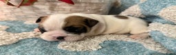 English Bulldog dogs for sale: English Bulldog Puppy 1 - Ad 5