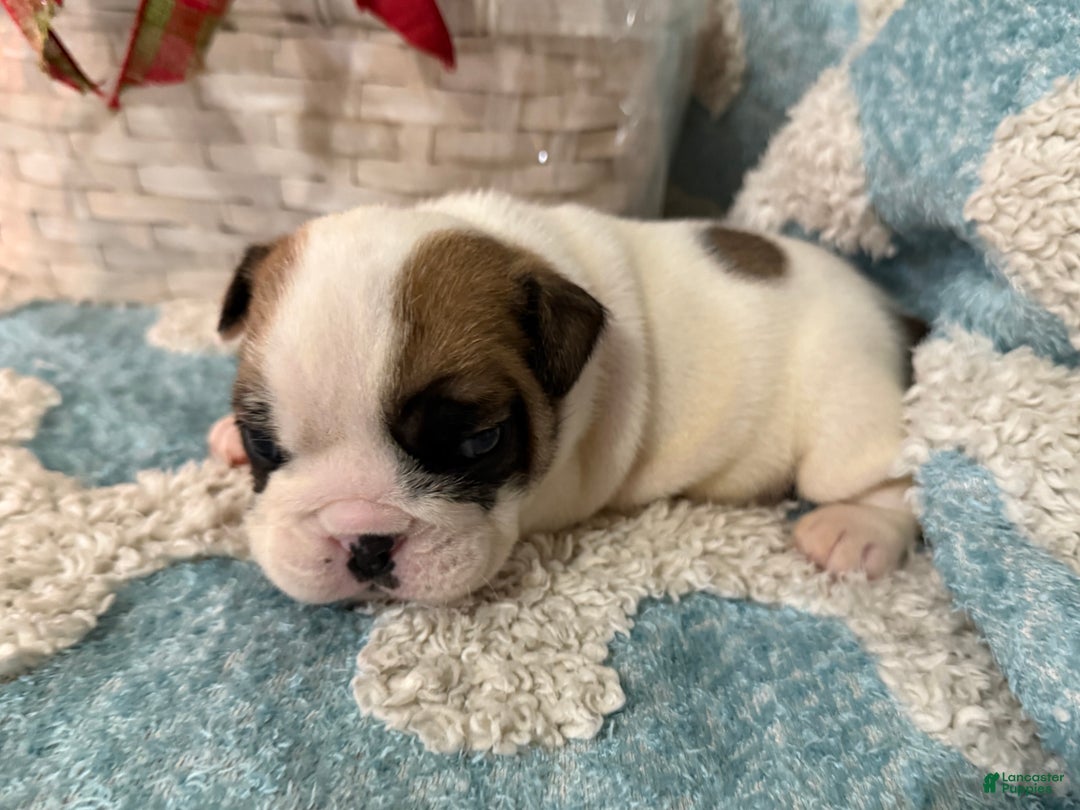 English Bulldog dogs for sale: English Bulldog Puppy 1 - Ad 5