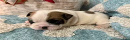 English Bulldog dogs for sale: English Bulldog Puppy 1 - Ad 5