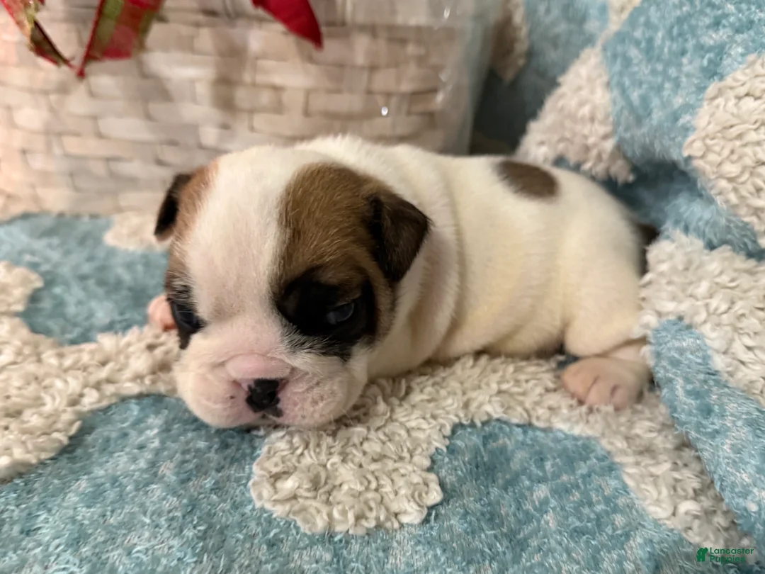 English Bulldog dogs for sale: English Bulldog Puppy 1 - Ad 5