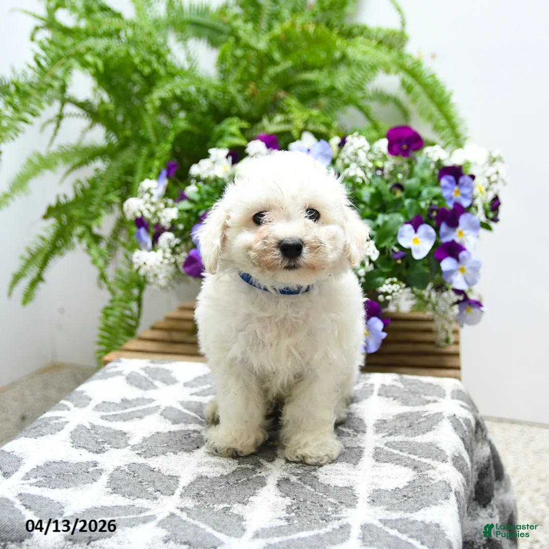 Bichon Frise dogs for sale: Charlie - Ad 2