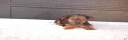 Yorkshire Terrier dogs for sale: Tucker  - Ad 4
