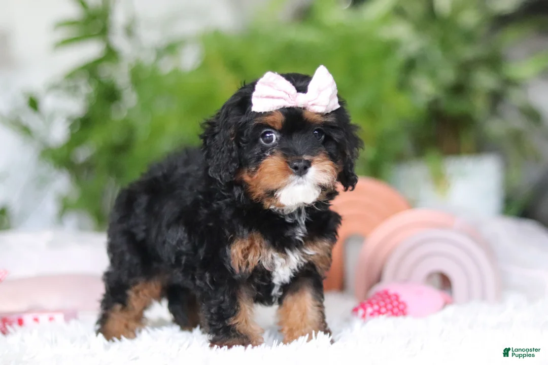 Cavapoo dogs for sale: Charity - Ad 7