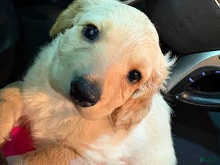 Mixed Breed dogs Casper - Ad 5