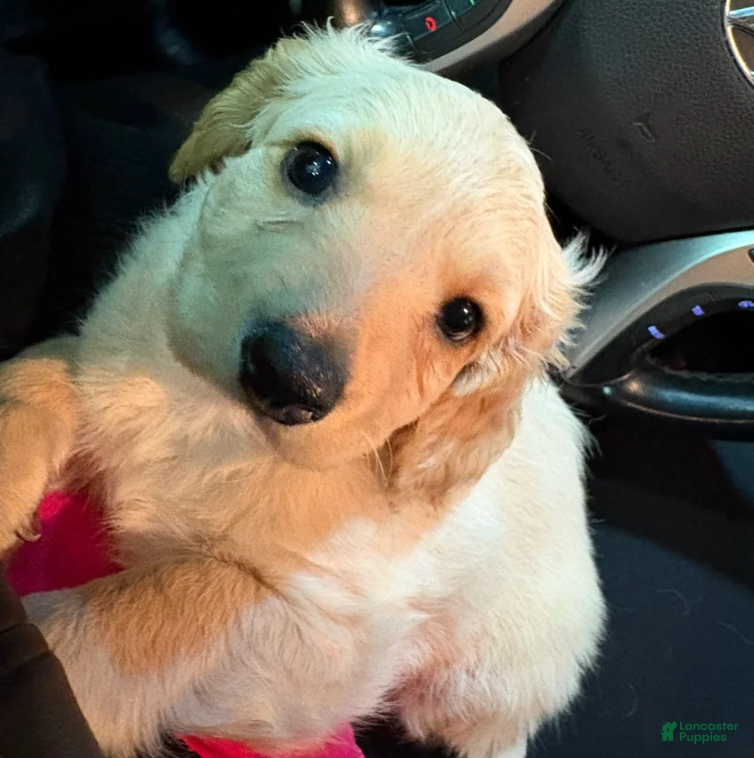 Mixed Breed dogs for sale: Casper - Ad 1