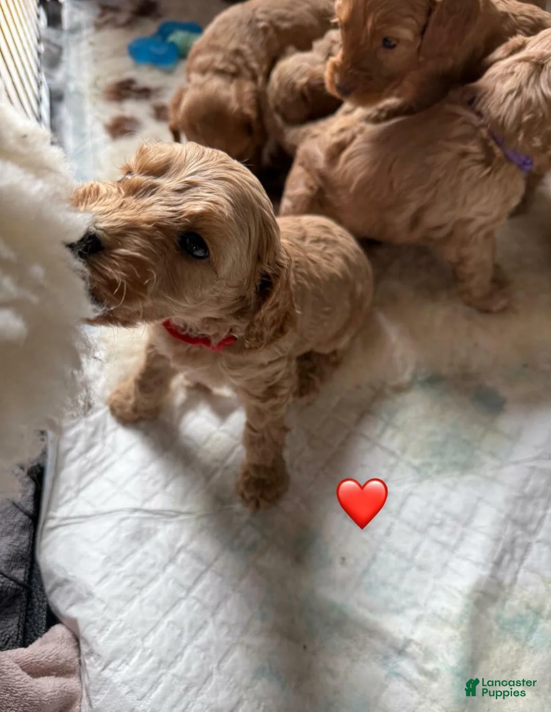 Cavapoo dogs for sale: Britney  - Ad 17
