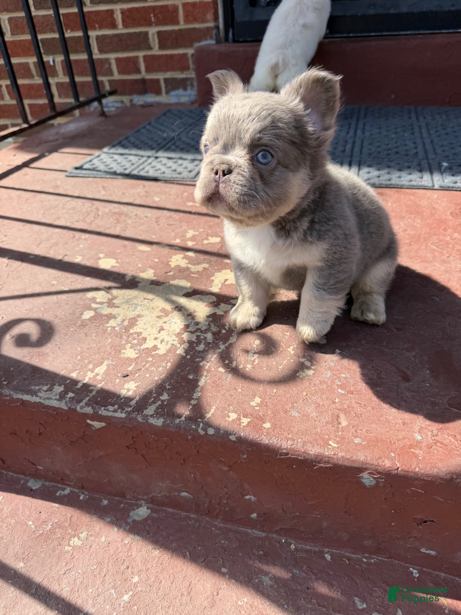 French Bulldog dogs French Bulldog Puppy 1 - Ad 28