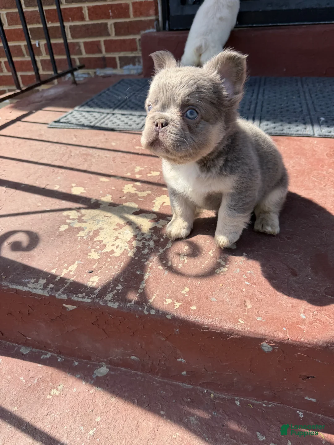 French Bulldog dogs for sale: French Bulldog Puppy 1 - Ad 1