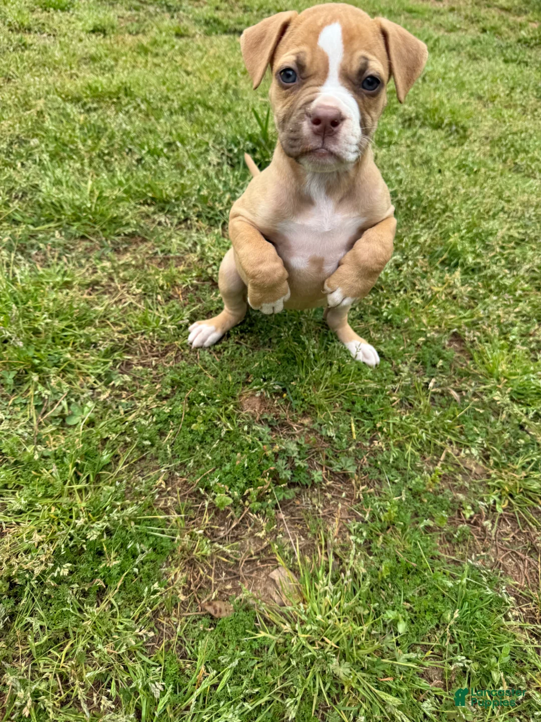 American Bulldog dogs for sale: Minnie  - Ad 2