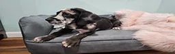 Great Dane dogs for sale: Harlequin Beauty  - Ad 5