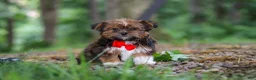 Shorkie dogs for sale: Frisky - Ad 5
