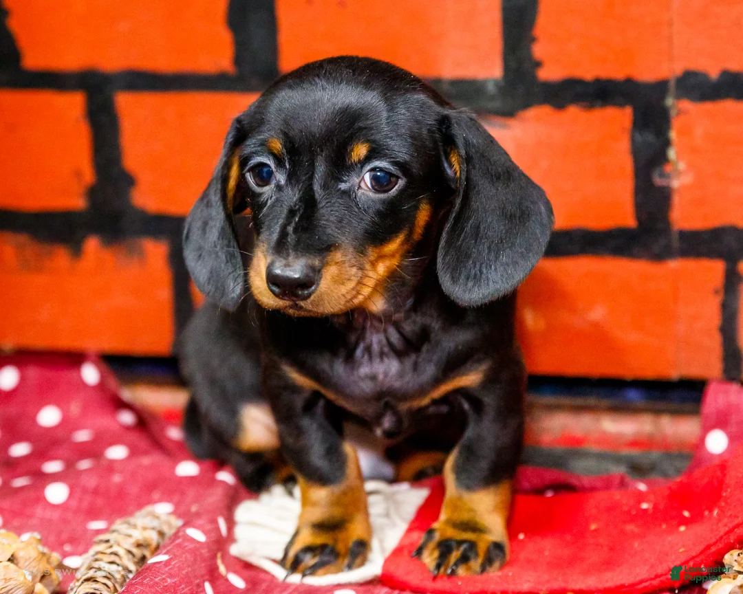 Miniature Dachshund dogs for sale: Yosef - Ad 12