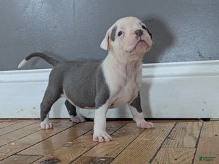 American Bully dogs - Ad 29
