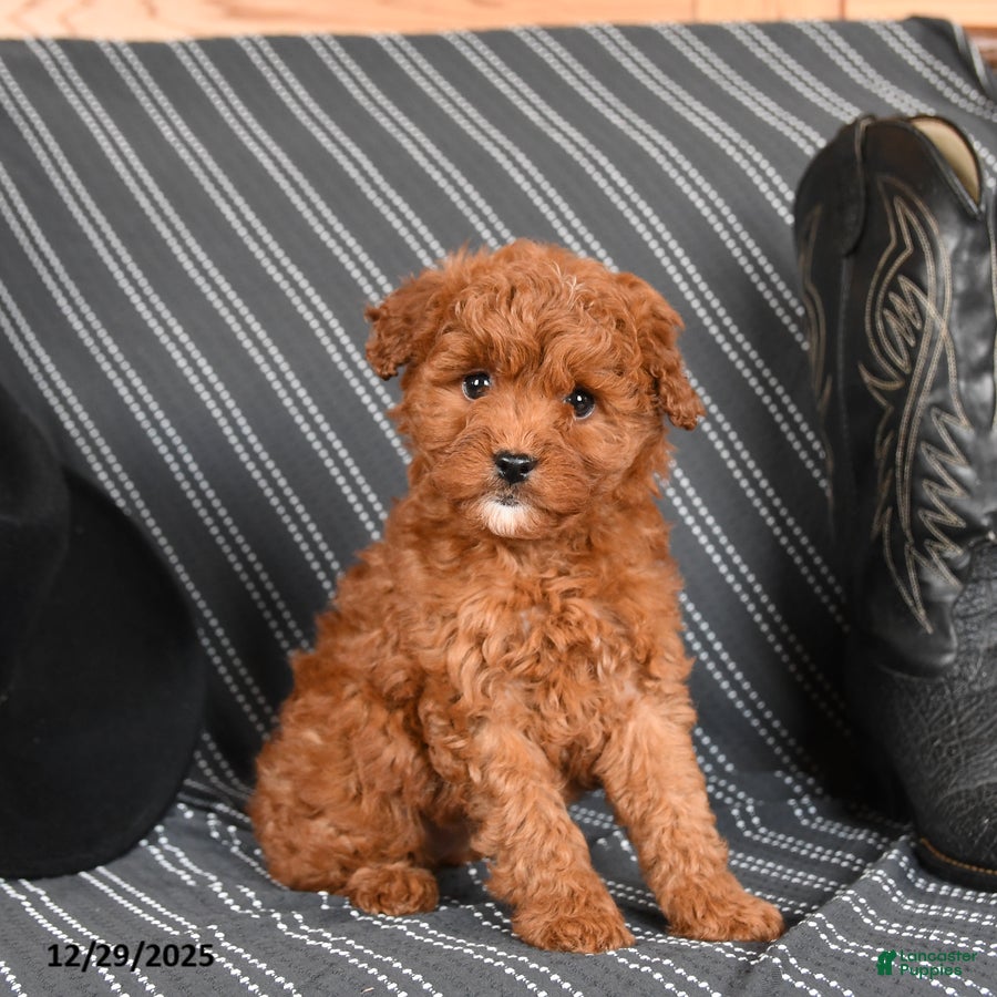 Cavapoo dogs Sassafras - Ad 17