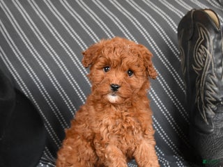 Cavapoo dogs Sassafras - Ad 17