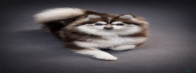Dimitri