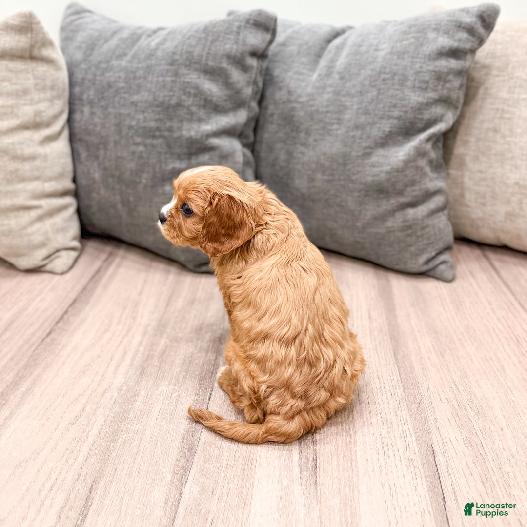 Cavapoo dogs for sale: Diamond - Ad 6