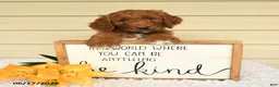 Mini Goldendoodle dogs for sale: Samson - Ad 3