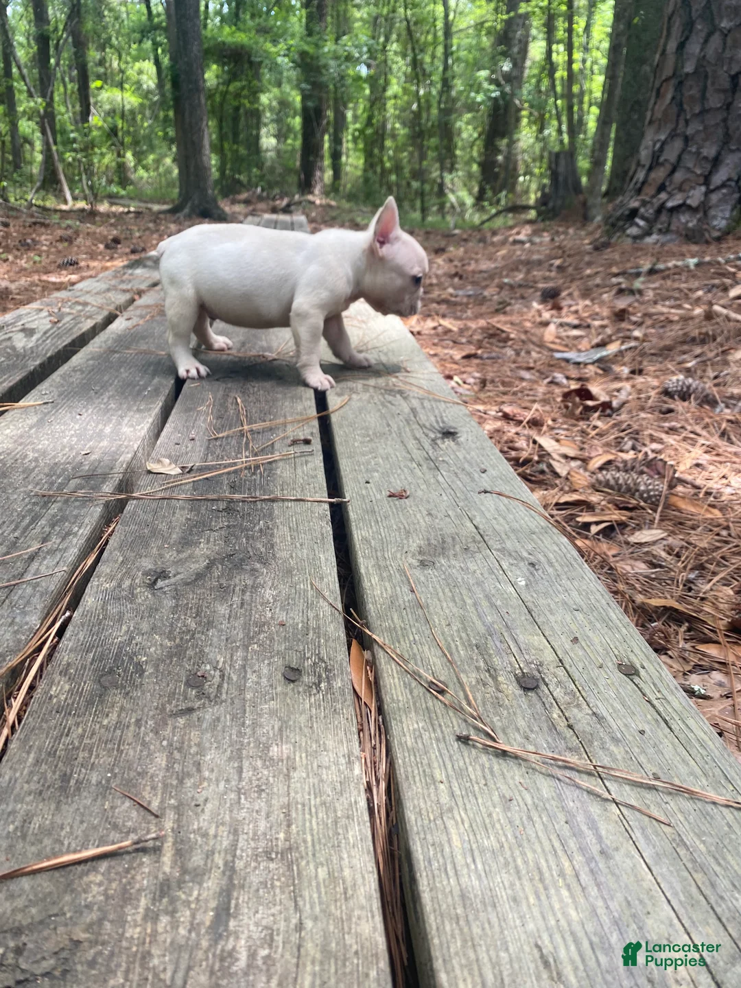French Bulldog dogs for sale: Kahuna - Ad 1