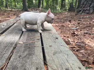 French Bulldog dogs for sale: Kahuna - Ad 2