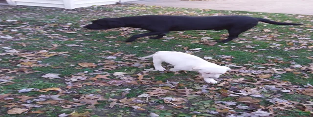 Sammy 