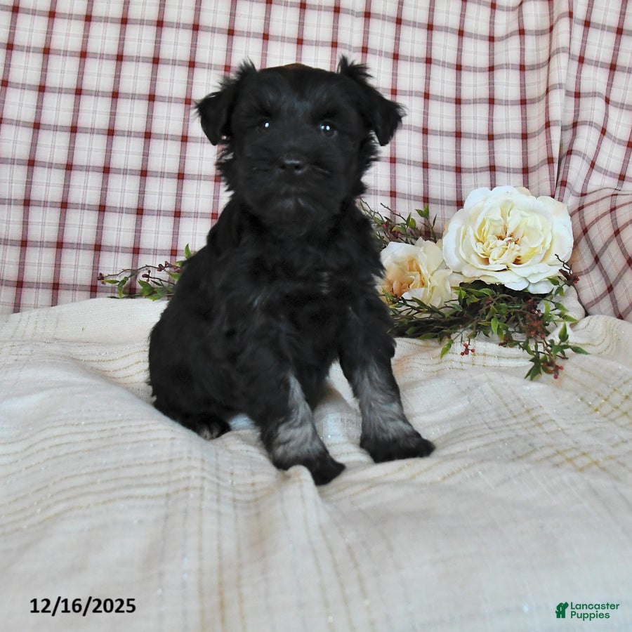 Miniature Schnauzer dogs Blake - Ad 12