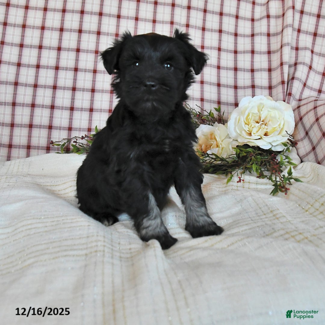 Miniature Schnauzer dogs for sale: Blake - Ad 1