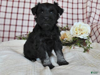 Miniature Schnauzer dogs Blake - Ad 24
