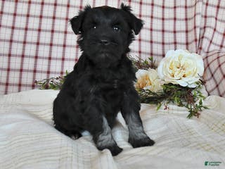 Miniature Schnauzer dogs Blake - Ad 9