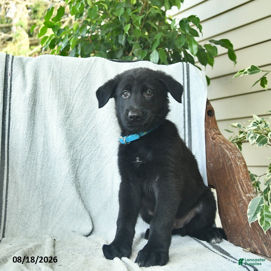 German Shepherd dogs Gibson  - Ad 2