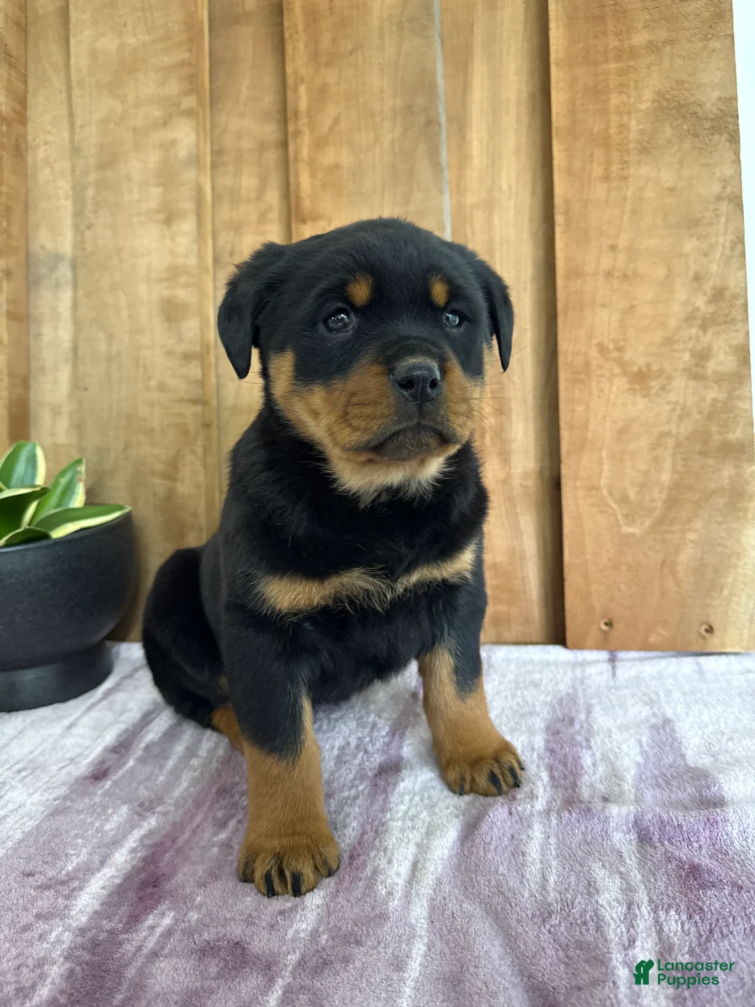 Rottweiler dogs for sale: Lacie - Ad 6