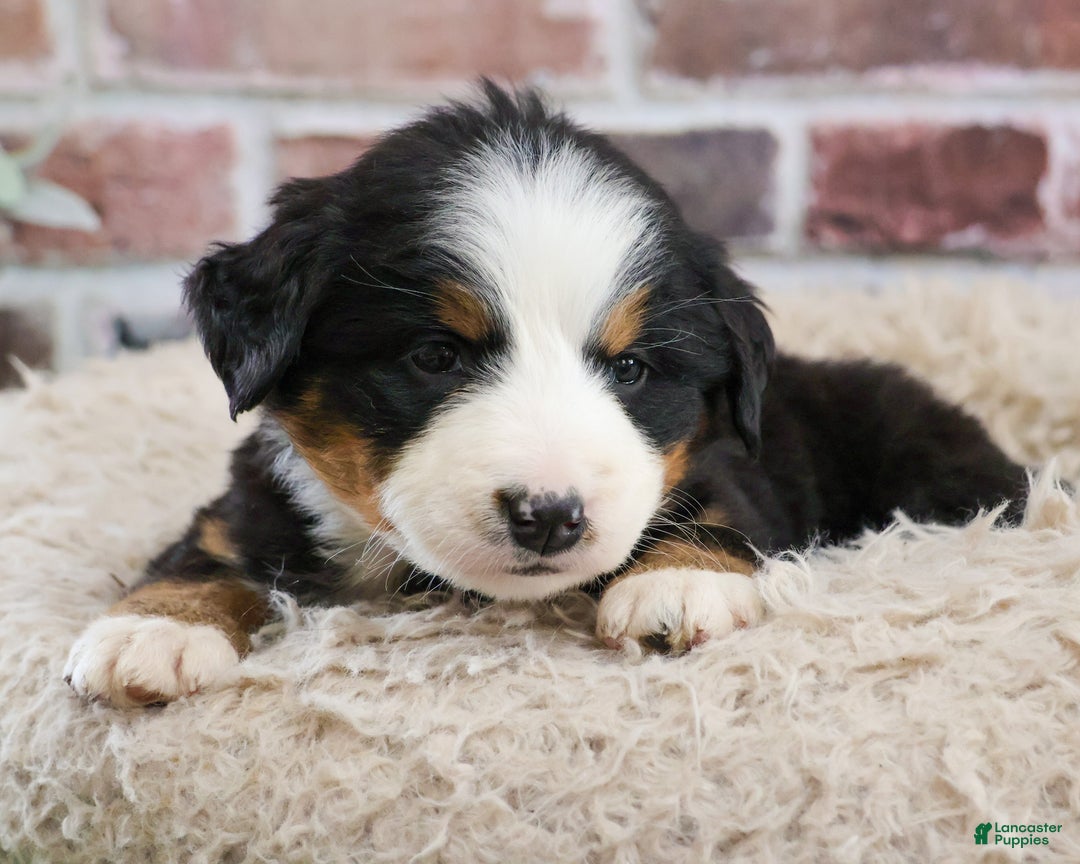 Bernese Mountain Dog dogs for sale: Mistletoe - Ad 5