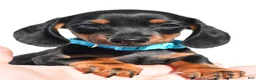 Miniature Dachshund dogs for sale: Patrick - Ad 7