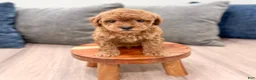 Mini Goldendoodle dogs for sale: Buddy - Ad 3