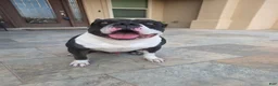 American Bully dogs for sale: American Bully Male - Ad 8