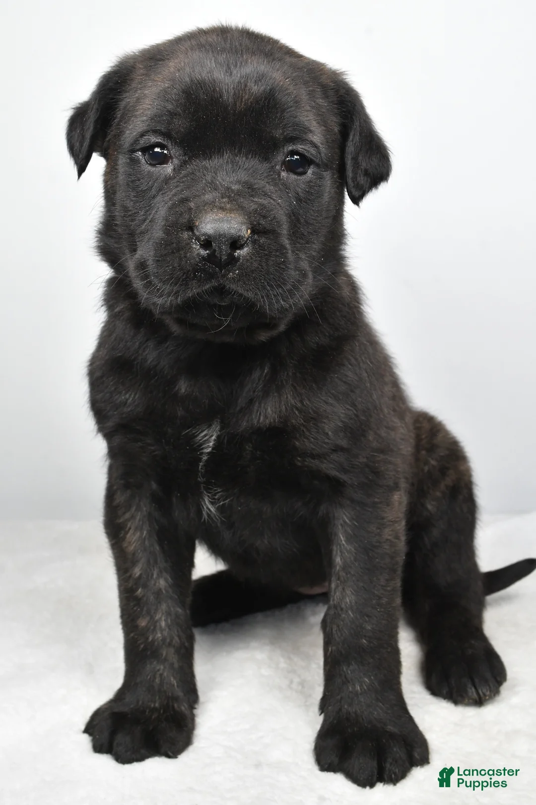 English Mastiff dogs for sale: Bella - Ad 4