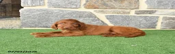 Irish Setter dogs for sale: Cutie - Ad 4