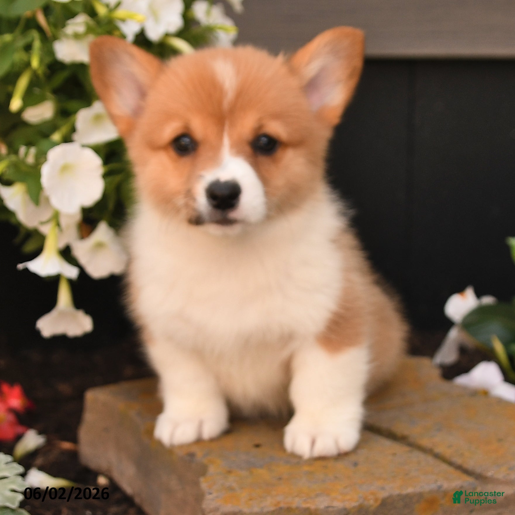Welsh Corgi Pembroke dogs for sale: Blossem - Ad 3